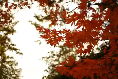 大縣神社(愛知県)