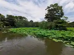 鶴岡八幡宮の庭園