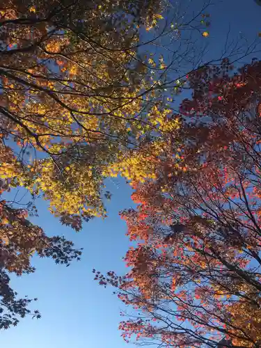 豊平神社の自然