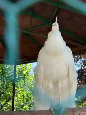 進雄神社(群馬県)