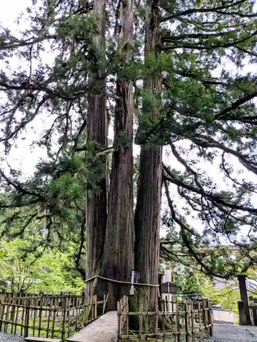 戸隠神社中社(長野県)