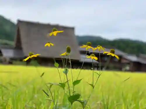 松原山 明善寺の自然