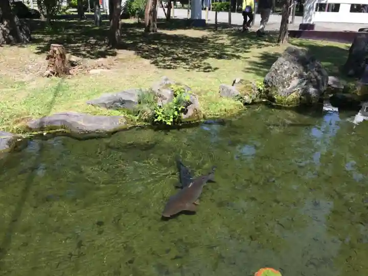 北海道護國神社の動物