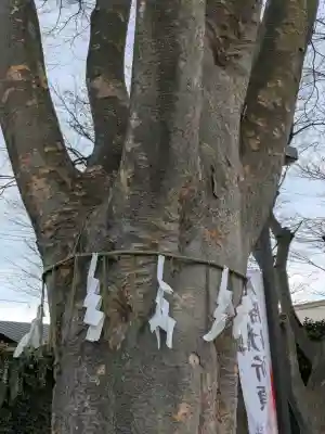 乃木神社の{uncategorized: "未分類", other: "その他", undefined: "問題あり", building: "その他建物", grave: "お墓", sacred_gate: "鳥居", guardian: "狛犬", statue: "像", buddha: "仏像", history: "歴史", nature: "自然", garden: "庭園", animal: "動物", pagoda: "塔", temizu: "手水舎", mountain_gate: "山門・神門", sanctuary: "本殿・本堂", subordinate: "末社・摂社", art: "芸術", scenery: "景色", jizo: "地蔵", ema: "絵馬", goshuin: "御朱印", omikuji: "おみくじ", items: "授与品その他", amulet: "お守り", goshuincho: "御朱印帳", eats: "食事", festival: "お祭り", votive_dance: "神楽", shichigosan: "七五三参", wedding: "結婚式", experience: "体験その他", initially: "初詣", around: "周辺", anti_infection: "感染症対策"}
