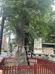 大國魂神社の自然