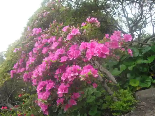 安養院　(田代寺）の自然