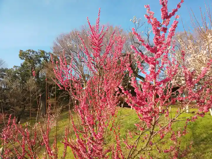 茨城縣護國神社の自然