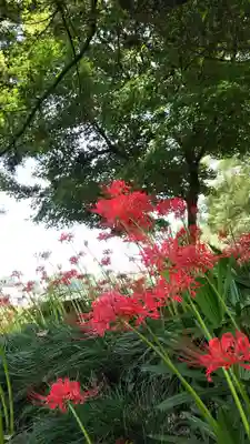 駒形神社の自然