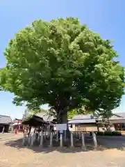 小泉神社の自然