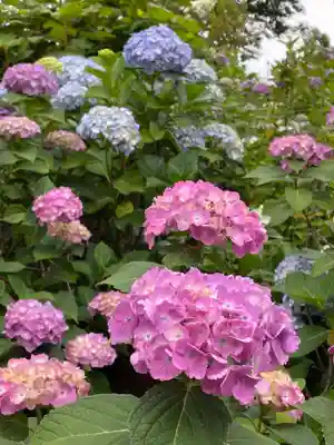 白山神社(東京都)