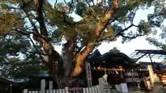 石切劔箭神社の自然