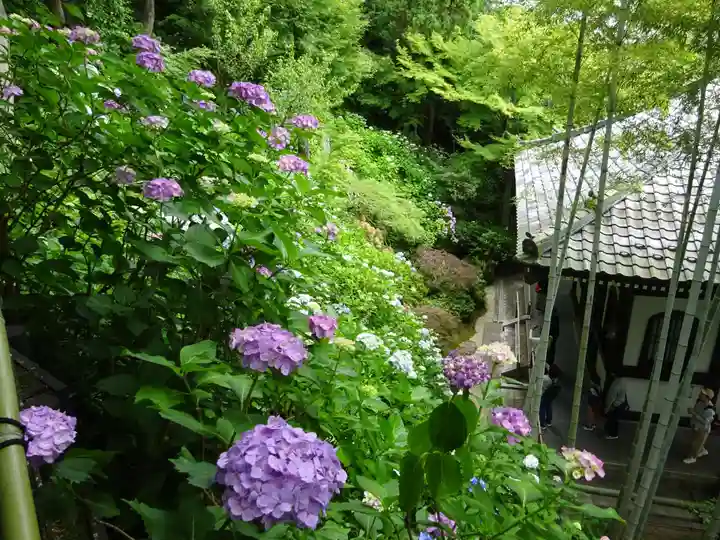 長谷寺(神奈川県)