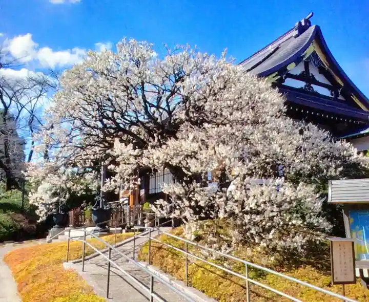福蔵院(東京都)