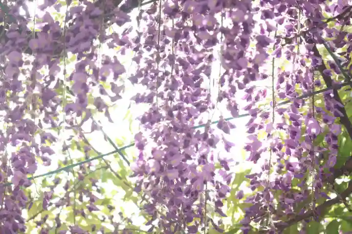 國領神社の{uncategorized: "未分類", other: "その他", undefined: "問題あり", building: "その他建物", grave: "お墓", sacred_gate: "鳥居", guardian: "狛犬", statue: "像", buddha: "仏像", history: "歴史", nature: "自然", garden: "庭園", animal: "動物", pagoda: "塔", temizu: "手水舎", mountain_gate: "山門・神門", sanctuary: "本殿・本堂", subordinate: "末社・摂社", art: "芸術", scenery: "景色", jizo: "地蔵", ema: "絵馬", goshuin: "御朱印", omikuji: "おみくじ", items: "授与品その他", amulet: "お守り", goshuincho: "御朱印帳", eats: "食事", festival: "お祭り", votive_dance: "神楽", shichigosan: "七五三参", wedding: "結婚式", experience: "体験その他", initially: "初詣", around: "周辺", anti_infection: "感染症対策"}