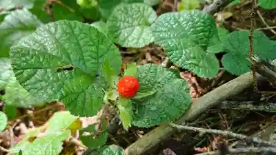 戸隠神社火之御子社(長野県)
