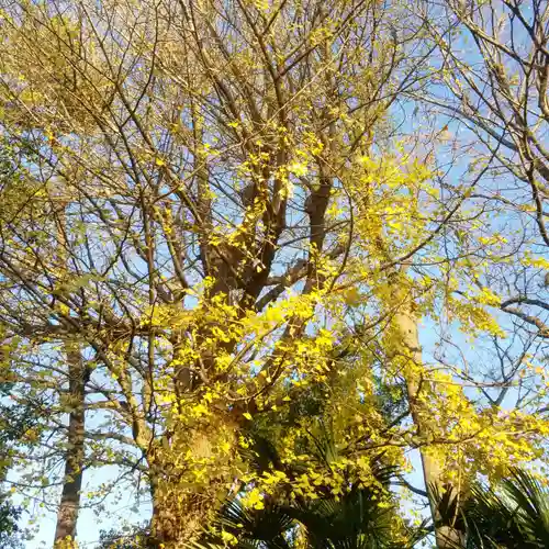 鹿島神社の自然