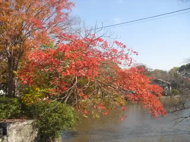 鶴岡八幡宮の自然
