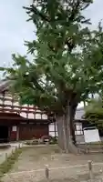 永保寺(岐阜県)