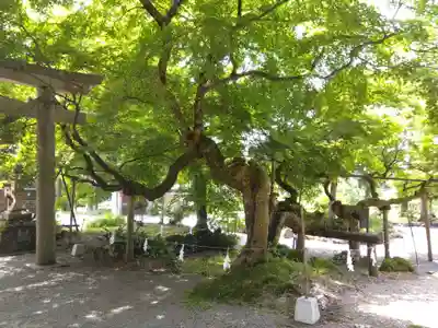 天日陰比咩神社の自然