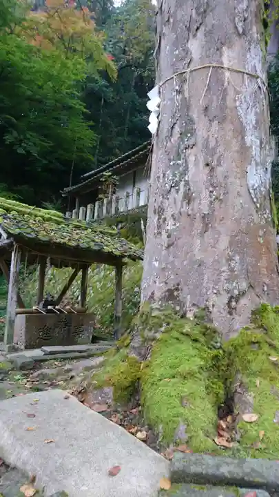 大川神社の手水舎