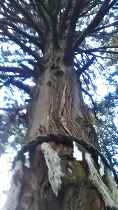 竹駒神社の自然