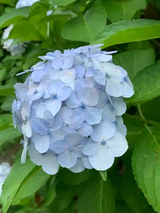 持寳院(多氣山不動尊)の自然
