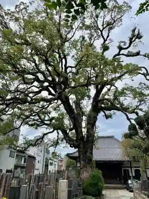 大雄寺(東京都)