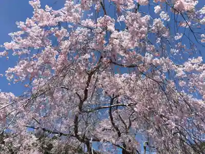 宝泉寺(京都府)