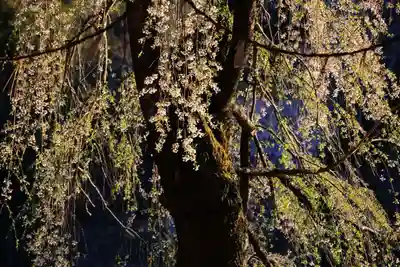 田村大元神社の自然