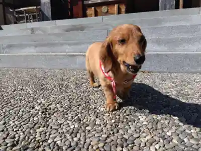 杉杜白髭神社(福井県)