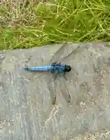 蚊里田八幡宮(長野県)