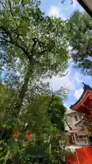 馬橋稲荷神社の自然