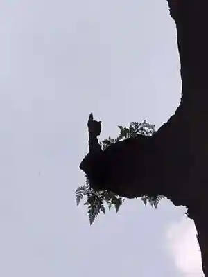 霧島神宮(鹿児島県)