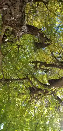 王子白髭神社の自然