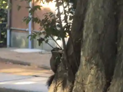 森浅間神社(神奈川県)