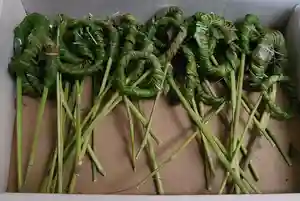 出雲大社倉敷教会(岡山県)(2025年06月26日(木) 14時21分03秒投稿)