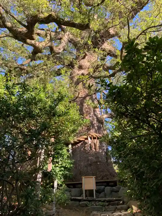 新熊野神社の自然