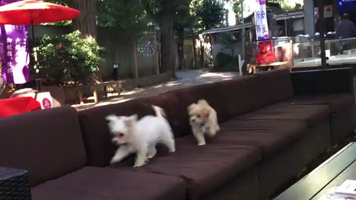 戸越八幡神社の動物
