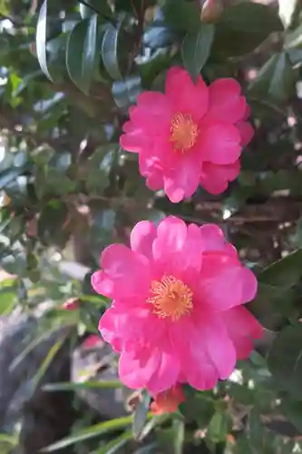 離宮八幡宮の自然