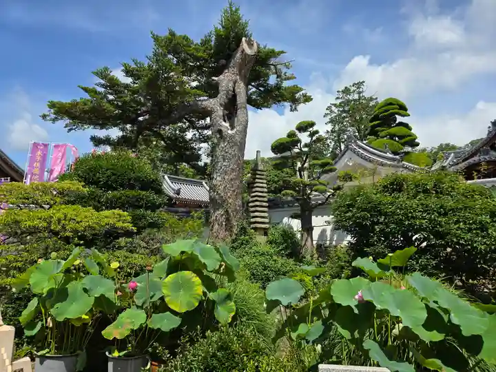 華蔵院(華藏院)(兵庫県)