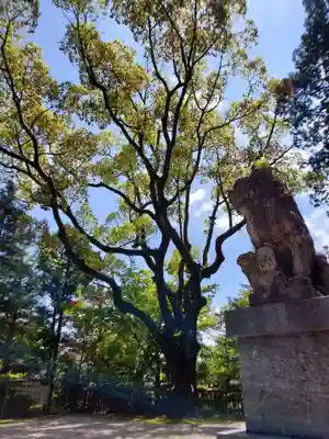 黒髪神社の狛犬