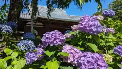 法金剛院の自然