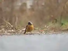 八幡神社の動物