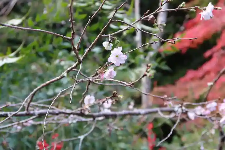 二尊院(京都府)