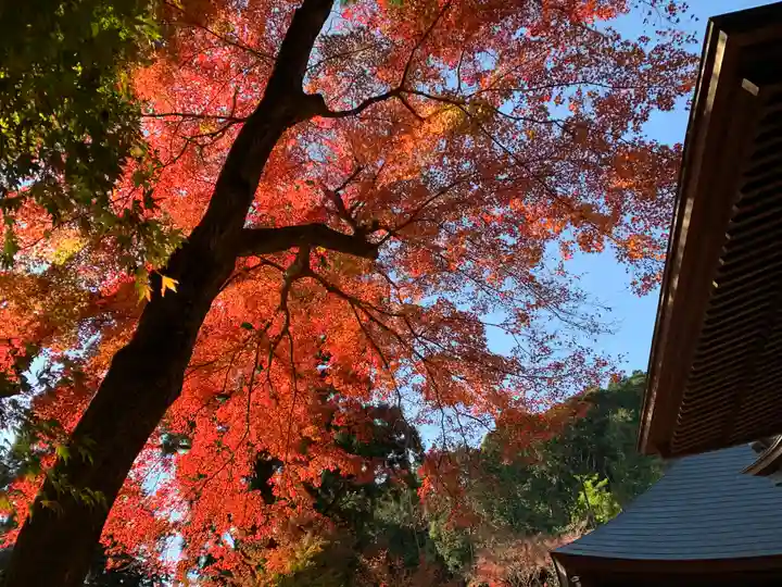 普門寺(切り絵御朱印発祥の寺)の自然