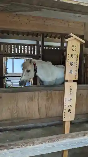 金刀比羅宮の動物