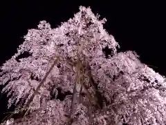 瀧桜神明宮の自然