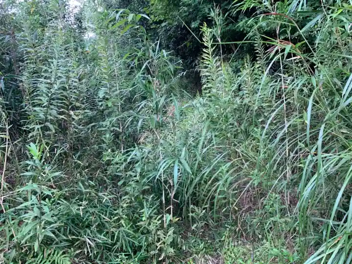 秋葉神社の自然