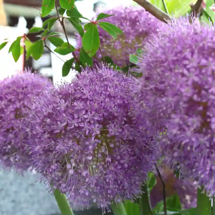 三津厳島神社の自然