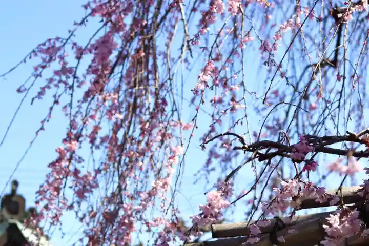 善龍寺(東京都)